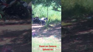Binoculars SVBony SV40 10x42 Review