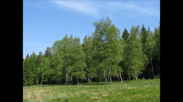 Берёза. Анна Герман. Автор видео Юрий Баженов. смотреть онлайн