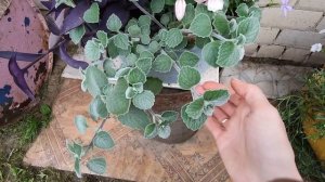 ПЛЕКТРАНТУС СЕРЕБРИСТЫЙ SILVER CREST.ОБЗОР РАСТЕНИЯ.2022