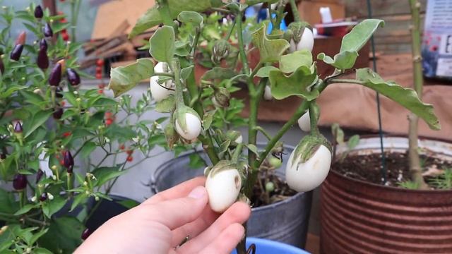 Он меня УДИВИЛ! Баклажан яйцевидный / Мой опыт выращивания смотреть онлайн