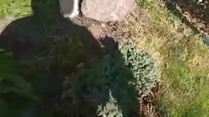 Декор в саду. Способ укоренить можжевельник.