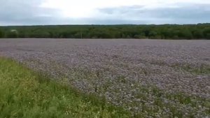 Медоносы сибирской пасеки/Siberian apiary honey plant