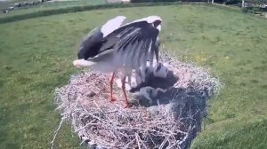 мать выкидывает слабых птенцов из гнезда/mother throws weak chicks out of the nest.