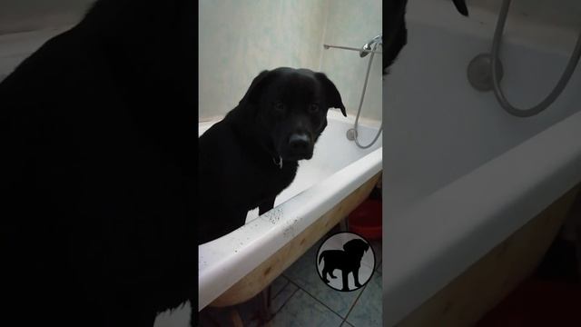 Слюни #собака #maloi_sherst смотреть онлайн