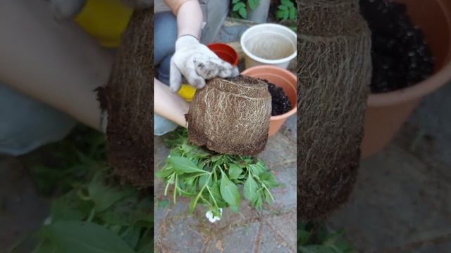 САМОЙ  ВЫРАЩИВАТЬ ПЕТУНИИ ПРОЩЕ, ЧЕМ ПОКУПАТЬ В КАШПО/ВЫСАДКА РАСТЕНИЙ У ДОЧЕРИ