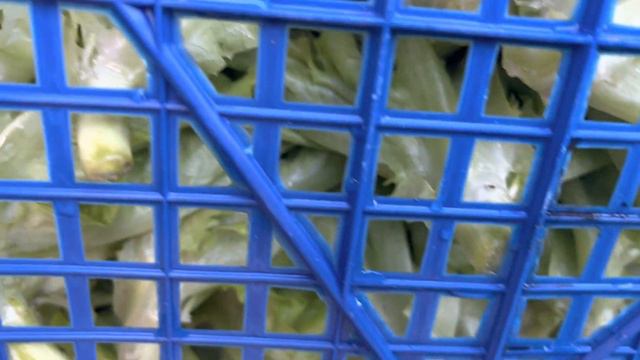 Собираемся на рынок.В этом году первый раз. смотреть онлайн