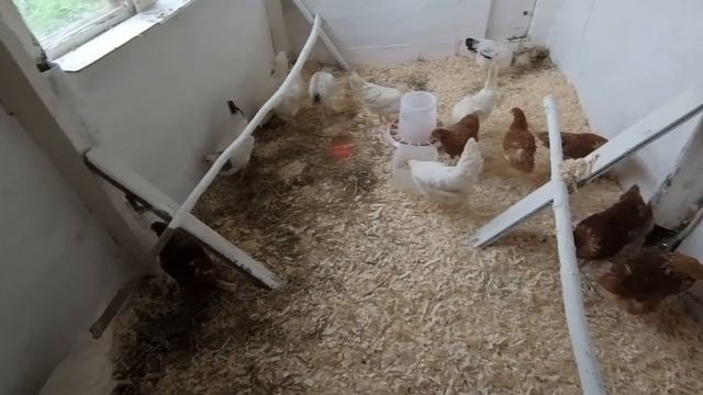 ЭТОТ ДЕНЬ НАСТАЛ | КУПИЛ СТАРЫЙ ДОМ | Наши первые КУРЫ #этотденьнастал #купилстарыйдом #куры смотреть онлайн