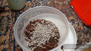 ЦИМБИДИУМ пересадка,  субстрат состав. Деление куста.