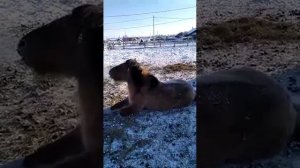 Лошадь, заболевшая мытом😢