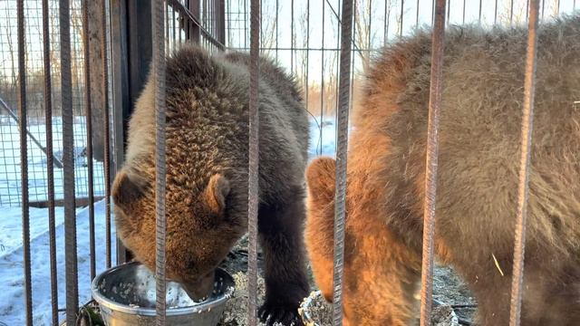 Мишки решили не спать. Почему? смотреть онлайн