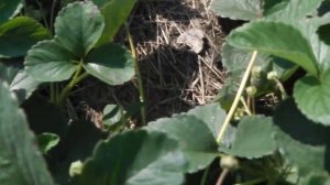 СОРТ КЛУБНИКИ (ЗЕМЛЯНИКИ) МИЦЕ ШИНДЛЕР (ВЕДЕНСВИЛ-7) ЗЕМЛЯНИКА-МАЛИНА