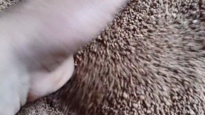 Дробленая скорлупа грецкого ореха