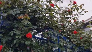 Зацвели Плетистые розы ГОЛДЕН ШТЕРН и ФЛАМЕНТАНЦ, обе эгоистки на БОЛЬШОЙ АРКЕ, они взрослые кусты