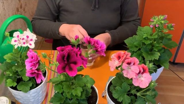 Подкормка пеларгонии для пышного цветения смотреть онлайн