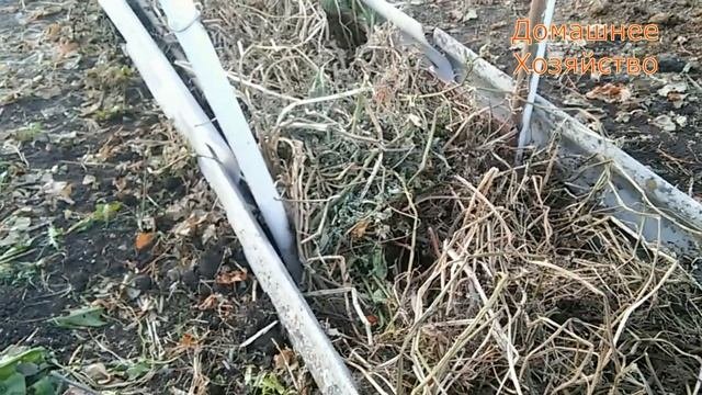 Укрываю виноград в зиму Уголь