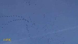 Виктор Бекк  ЖУРАВЛИ  автор ролика Кондратьева О Р