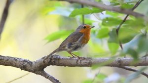 The European robin (Erithacus rubecula)