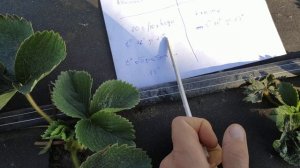 Успешная обработка клубники от Земляничного Клеща.