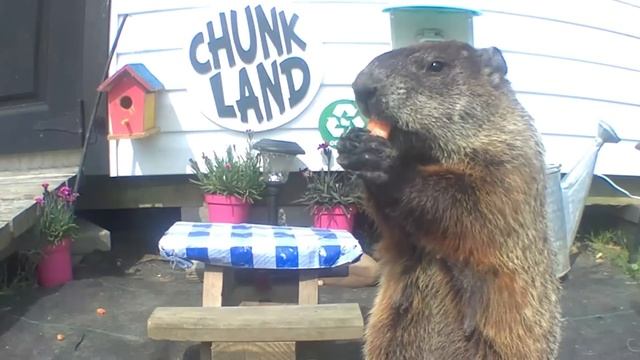 What Alerted The Chunks? смотреть онлайн