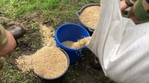 Охота на кабана/Сеем овёс на полях в угодьях