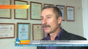 В Сибири создают уникальные сорта картофеля
