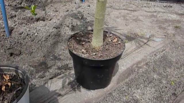 Папайя - какие у меня саженцы в горшках. смотреть онлайн