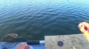 наловил подлещика летом с лодки, самая простая рыбалка на бортовые удочки