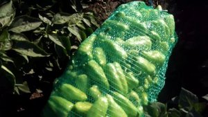 первый сбор перца " полет" , на поле