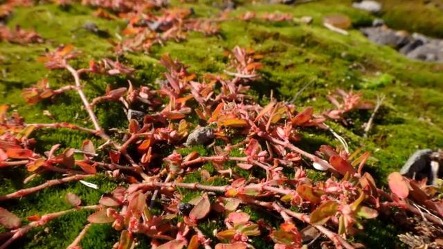 Танцевальная музыка смотреть онлайн