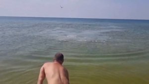 Дельфины у берегов Анапы выпрыгивали из воды в погоне за рыбой