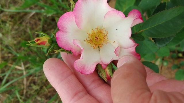 Rosa 