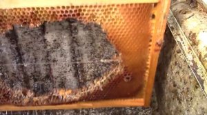 Самодельная паровая воскотопка