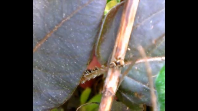 Männliche Springspinne(Evarcha falcata(Clerck 1757)) an einer Weinrebe(Vitis vinifera(L.)) смотреть онлайн