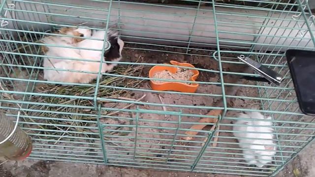 Морская свинка.Зубы свинок лечение. смотреть онлайн