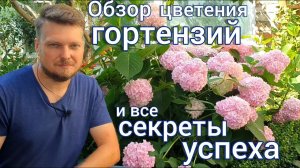 Шикарное цветение ГОРТЕНЗИИ в открытом грунте . Делюсь опытом  выращивания и удачной зимовки.