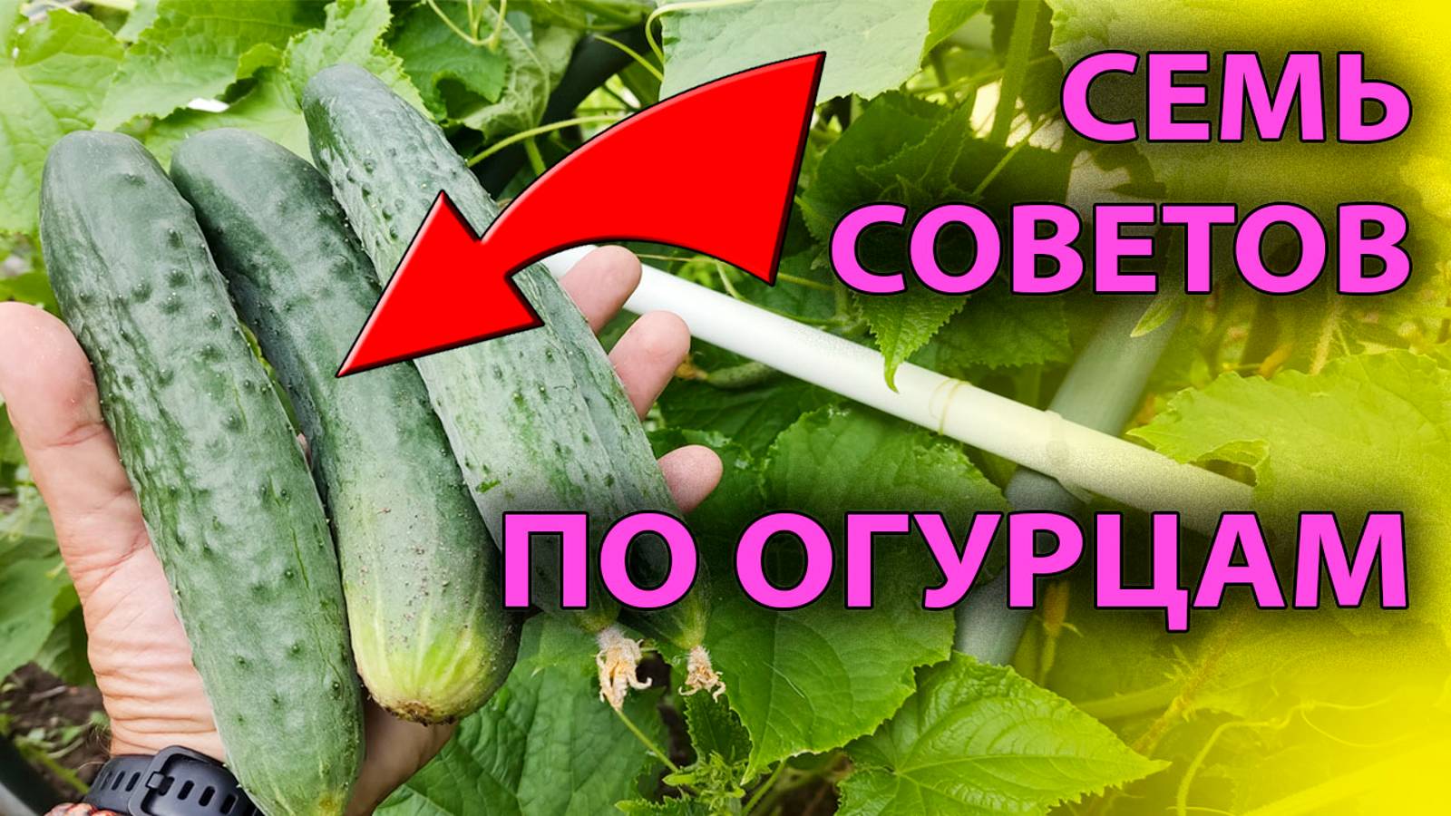 🥒 7 СЕКРЕТОВ богатого урожая огурцов! Огуречный БУМ! Как выращивать огурцы