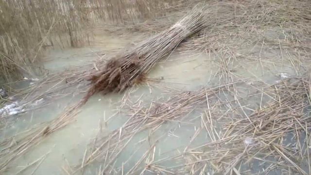 Заготавливаю камыш для крыши смотреть онлайн