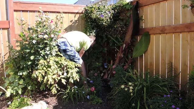 Ensete ventricosum Preparing to bring in for Winter (2014) смотреть онлайн