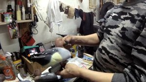 Покраска чучел уток!
