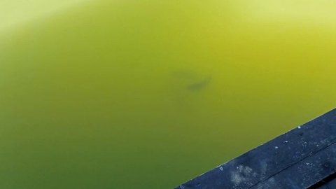 Пелядь всплыла на поверхность...