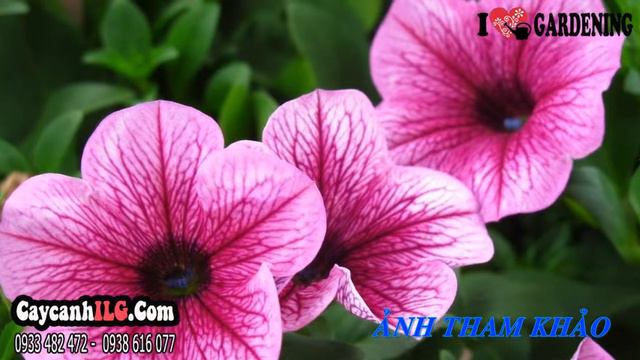 Cây Hoa Dạ Yên Thảo (Cao 15cm – Ms: 01786) смотреть онлайн