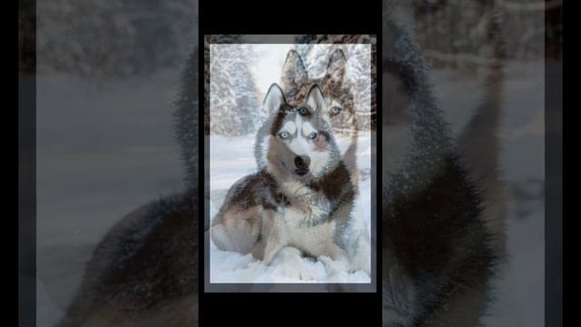 Самая северная собака мира - Хаски ❄⛄