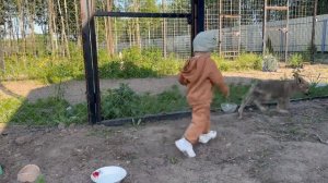 Волчонок вцепился в руку и ногу Ариадне 😱‼️ Парк Северных Волков 🐺