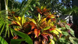 Easiest Croton Houseplant || Freckles Croton Plant Spotlight || How to Grow Croton Indoors