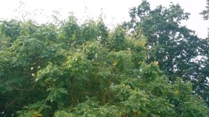 Кёльрейтерия метельчатая (дат. Kinesertræ, лат. Koelreuteria paniculata)