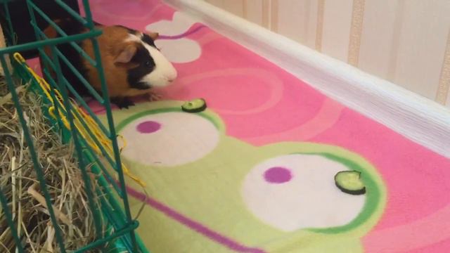 Морская свинка кушает лакомства смотреть онлайн