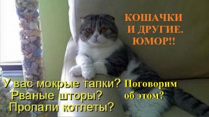 КОШЕЧКИ В ДЕЛЕ. Крокодилы ЮМОР!!