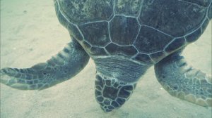 Морская черепаха/sea turtle. #sea #море #долгожители
