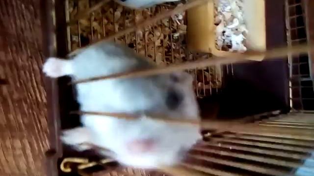 Девочка и мальчик Джунгарские хомики смотреть онлайн