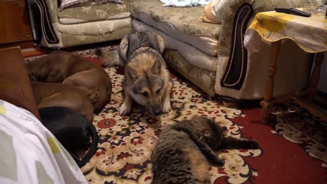 Сонное царство: питбуль vs волк vs кошка кайфуют) смотреть онлайн